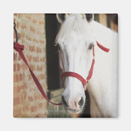 Aimant Gros plan d'un cheval 2 (Devant)