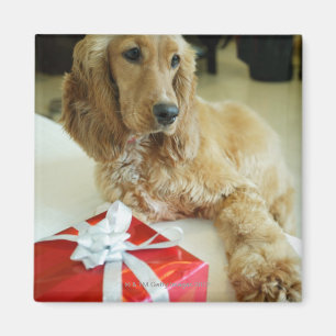 Aimant Gros plan d'un chien avec un cadeau