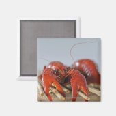 Aimant Gros plan d'un crabe sur bâtons (Recto/Verso)