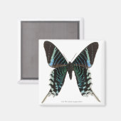 Aimant Gros plan d'un papillon (Recto/Verso)