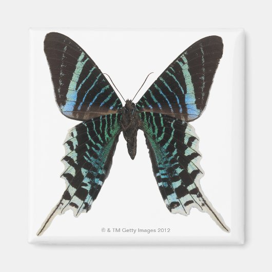 Aimant Gros plan d'un papillon (Devant)