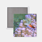 Aimant Gros plan d'un poisson à fléchettes, Okinawa, Japo (Recto/Verso)