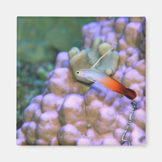 Aimant Gros plan d'un poisson à fléchettes, Okinawa, Japo (Devant)