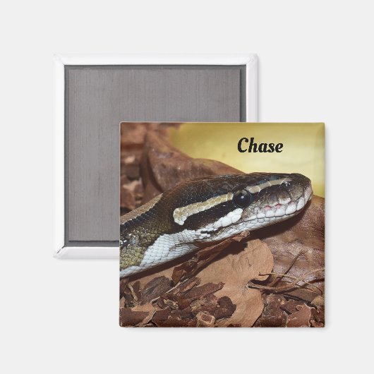 Aimant Gros plan d'un serpent Python normal (Recto/Verso)