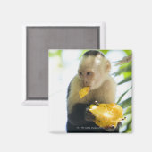 Aimant Gros plan d'un singe capucin mangeant un fruit (Recto/Verso)