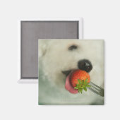 Aimant Gros plan d'une Bichon Frise mangeant une fraise (Recto/Verso)