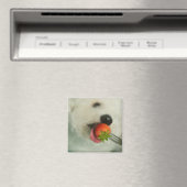 Aimant Gros plan d'une Bichon Frise mangeant une fraise (In Situ (Lave-vaisselle))