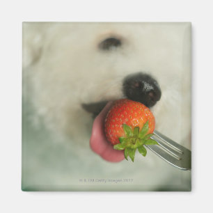 Aimant Gros plan d'une Bichon Frise mangeant une fraise
