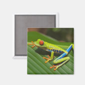 Aimant Gros plan d'une grenouille rousse (Recto/Verso)