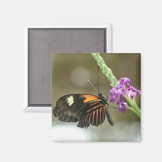Aimant Gros plan papillon sur Verbena Flower (Recto/Verso)