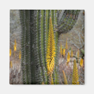 Aimant Gros plan sur cactus et agave