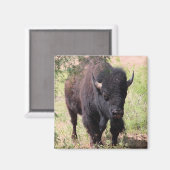 Aimant Gros plan sur le bison (Recto/Verso)