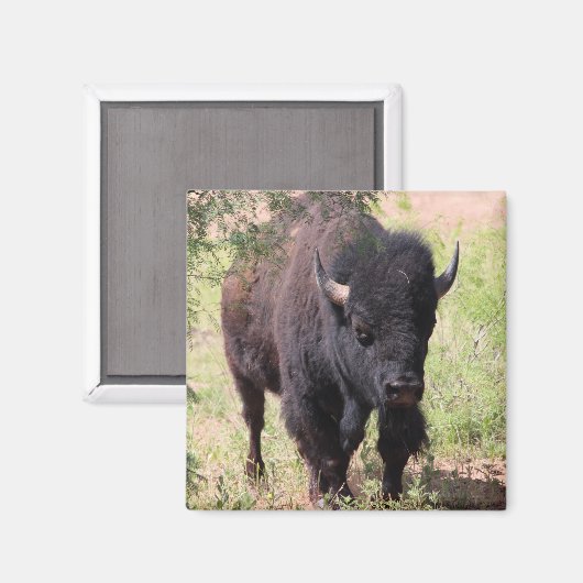 Aimant Gros plan sur le bison (Recto/Verso)