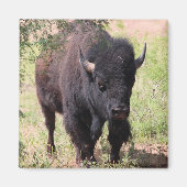 Aimant Gros plan sur le bison (Devant)