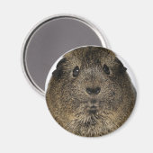 Aimant Gros plan sur le porc de Guinée (Recto/Verso)