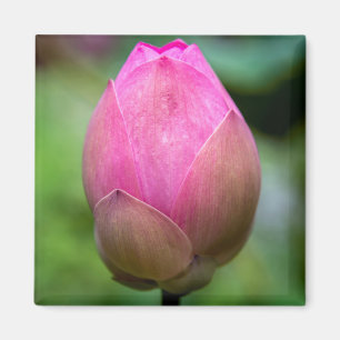 Aimant Gros plan sur un bouton de fleur de lotus, Bali