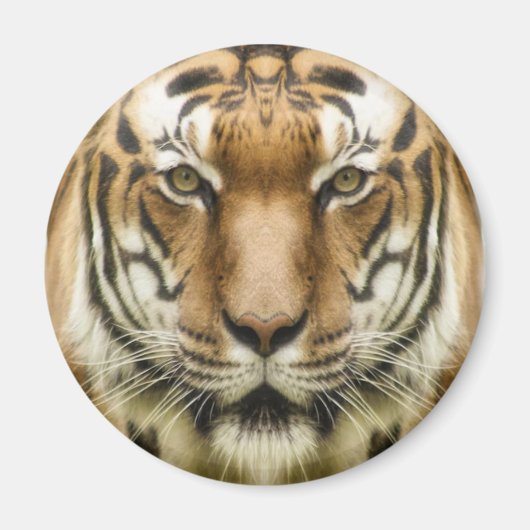 aimant Gros Plan Tigre (Devant)