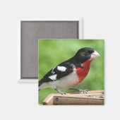 Aimant Grosbeak à poitrine rose (Recto/Verso)