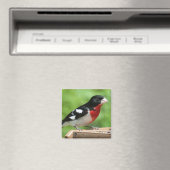 Aimant Grosbeak à poitrine rose (In Situ (Lave-vaisselle))