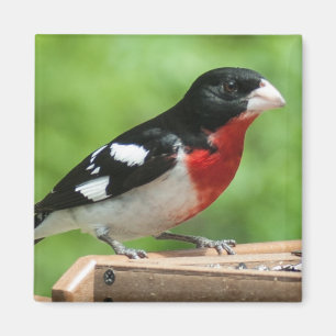 Aimant Grosbeak à poitrine rose