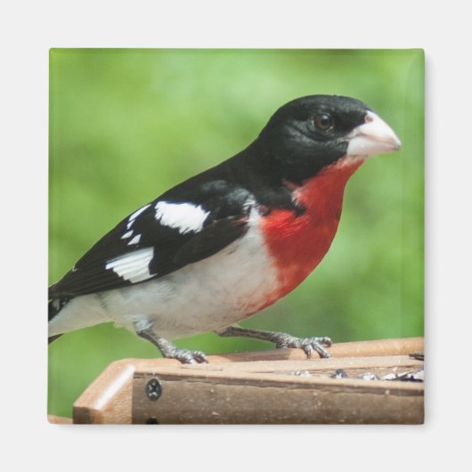 Aimant Grosbeak à poitrine rose (Devant)