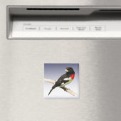 Aimant Grosbeak à poitrine rose (In Situ (Lave-vaisselle))