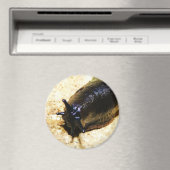 Aimant Grosse luge noire (In Situ (Lave-vaisselle))