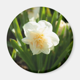 Aimant Grosses jonquilles blanches le jour du printemps