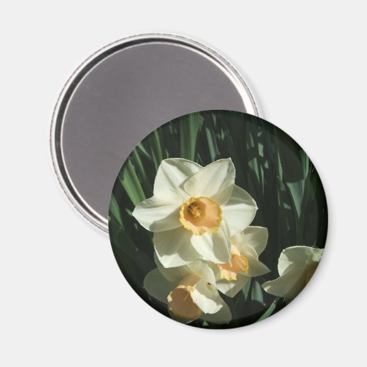 Aimant groupe1 054 Narcisse (Recto/Verso)