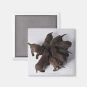 Aimant Groupe de chiots avec têtes ensemble (Recto/Verso)