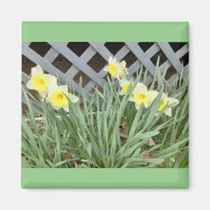 Aimant Groupe de Daffodiles