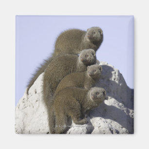 Aimant Groupe de la mangouste naine sur un monticule de