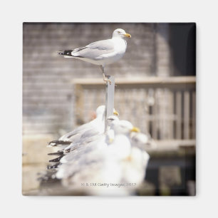 Aimant groupe de mouettes d'harengs (argentatus de Larus)