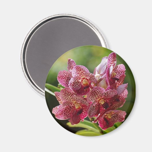 Aimant Groupe tropical d'orchidée de Vanda (Recto/Verso)