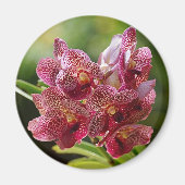 Aimant Groupe tropical d'orchidée de Vanda (Devant)