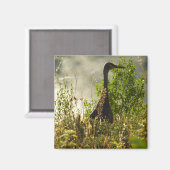 Aimant Grue de Sandhill à Moose Ponds à Grand Teton (Recto/Verso)