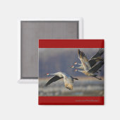 Aimant Grues (Recto/Verso)