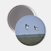 Aimant Grues blanches à Aransas National Wildlife Refug (Recto/Verso)