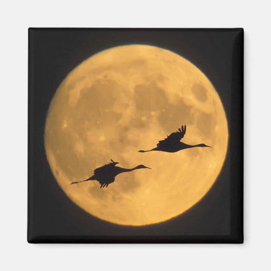 Aimant Grues Sandhill | Réserve nationale de faune (Devant)