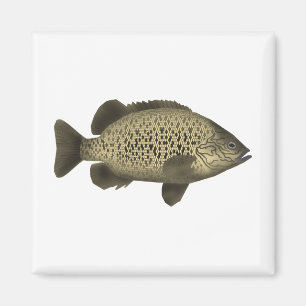 Aimant Grunter le charbon