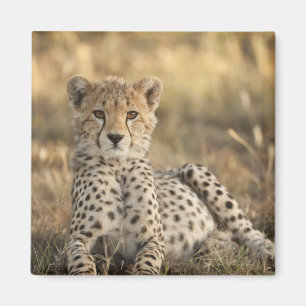 Aimant Guépard, Acinonyx jubatus