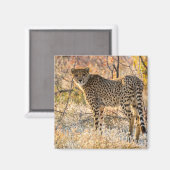 Aimant Guépard regardant autour (Recto/Verso)
