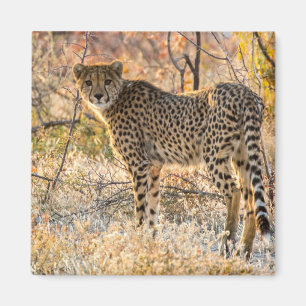 Aimant Guépard regardant autour