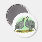 Aimant Guineas : Français (Recto/Verso)