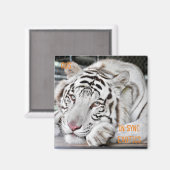 Aimant Gus - (Recto/Verso)