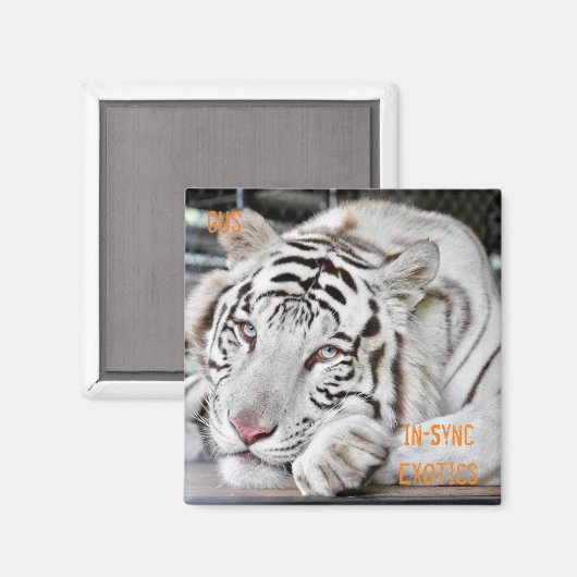 Aimant Gus - (Recto/Verso)