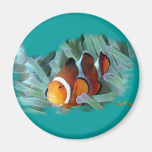 Aimant H2Oasis Clownfish