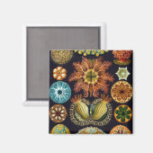 Aimant Haeckel (Recto/Verso)