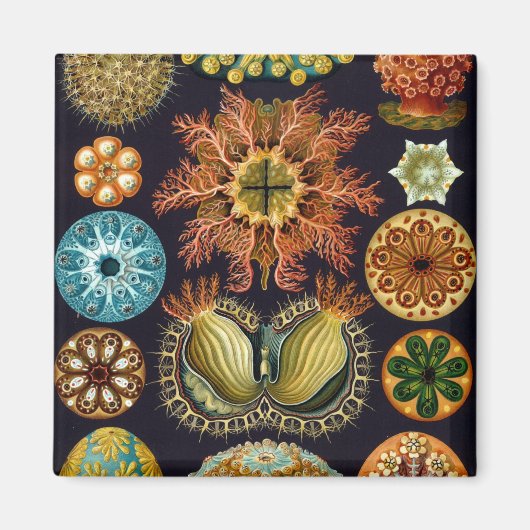 Aimant Haeckel (Devant)