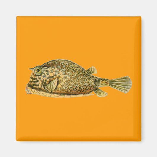Aimant Haeckel Fish (Devant)